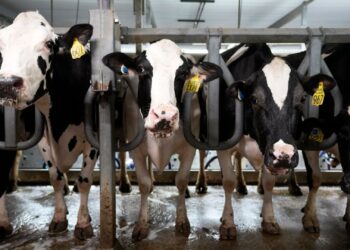 Bird flu may be ‘evolving under the radar’, scientists say | Science & Tech News