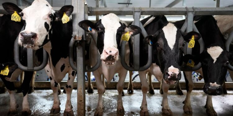 Bird flu may be ‘evolving under the radar’, scientists say | Science & Tech News