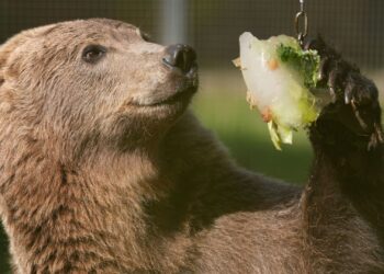 Boki the bear to have pioneering surgery to drain fluid from skull and stop seizures | UK News