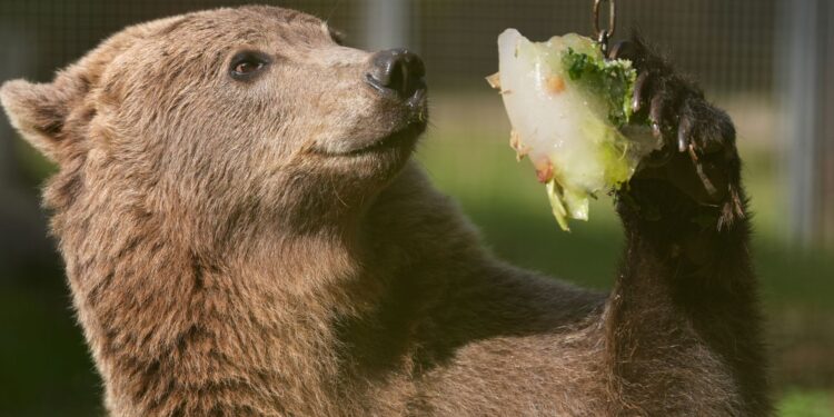 Boki the bear to have pioneering surgery to drain fluid from skull and stop seizures | UK News
