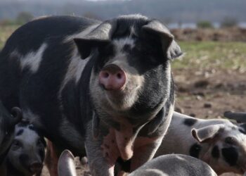 Scientists say they can use AI to understand what pigs are saying | World News