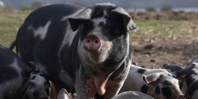 Scientists say they can use AI to understand what pigs are saying | World News