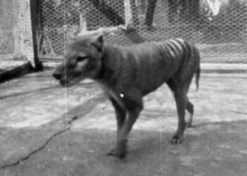 Scientists claim breakthrough to bringing back Tasmanian tiger from extinction | Science & Tech News