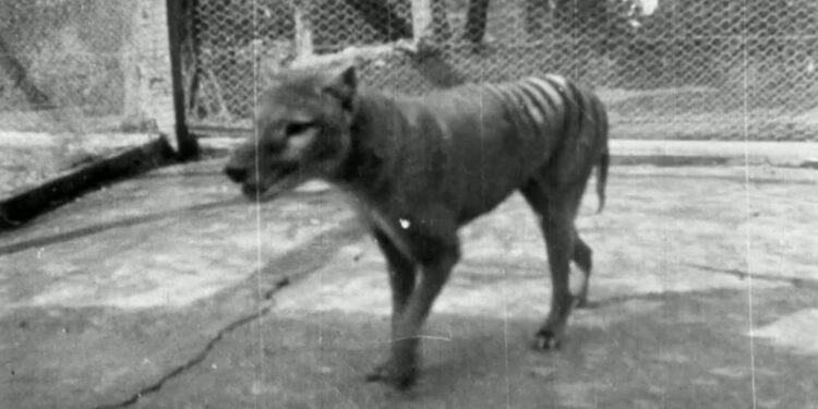 Scientists claim breakthrough to bringing back Tasmanian tiger from extinction | Science & Tech News